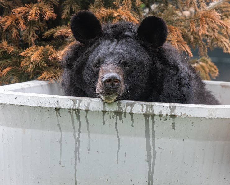Ведмідь Ямпіль, гімалайський ведмідь, український ведмідь, ведмідь помер