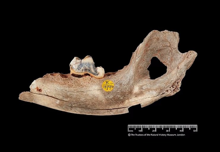 собака кістка щелепа