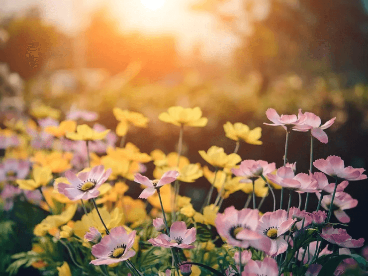 квіти, сонце, фото