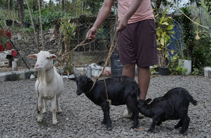 самая короткая коза