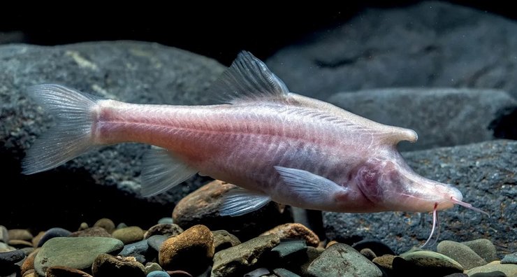 Sinocyclocheilus longicornus, рыба, единорог, Китай