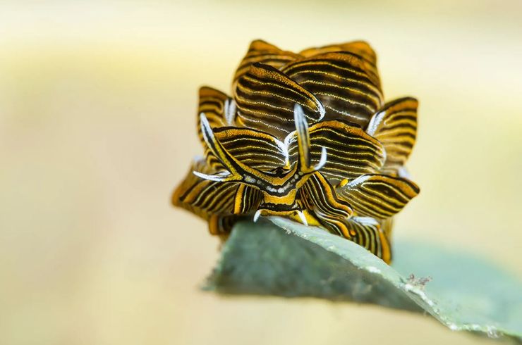 морський слизень,  слимак-метелик