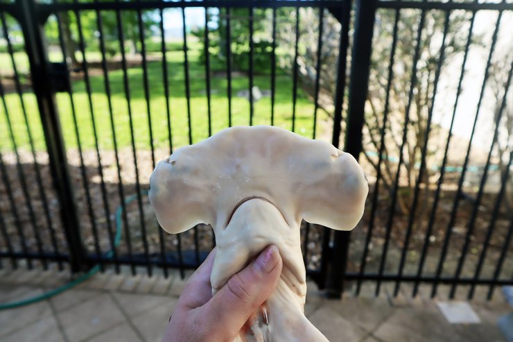 детеныши акулы, Акула-молот Вікіпедія, Акула-молот цікаві факти, Тупорылая акула, Сумеречная акула, Почему акулы нападают на людей, Белая акула, Риба акула, Как выглядит тупорылая акула,  сколько маток у акулы, эмбрион акулы, яйцо акулы, сколько живут акулы,