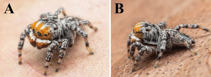 Maratus nemo, павлиньий паук, паук-павлин, австралия, новый вид