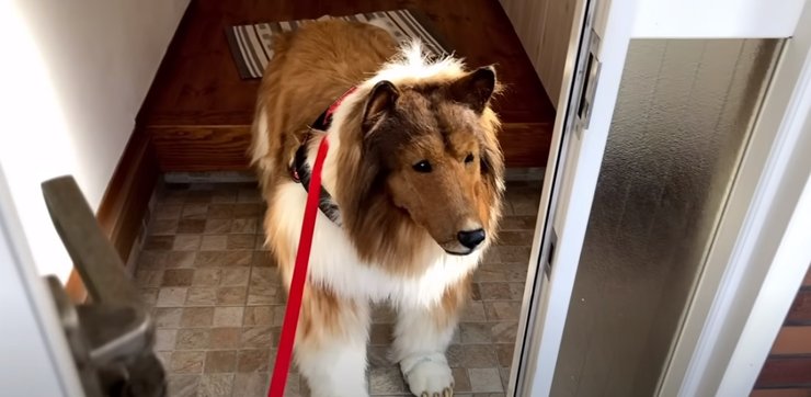 Собака, людина, костюм собаки, реалістичний костюм, чоловік став собакою, відкрив зоопарк, образ собаки, костюм тварини