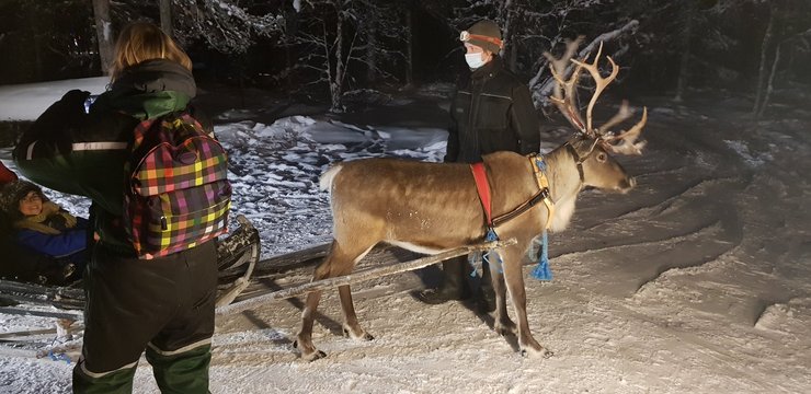 олени, финляндия,