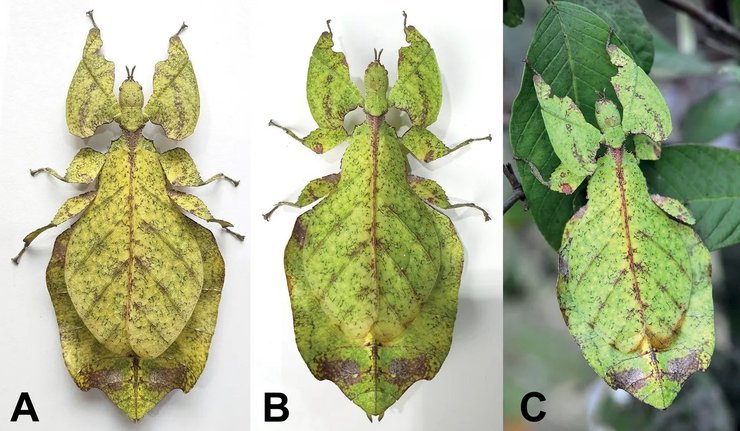 лист насекомое