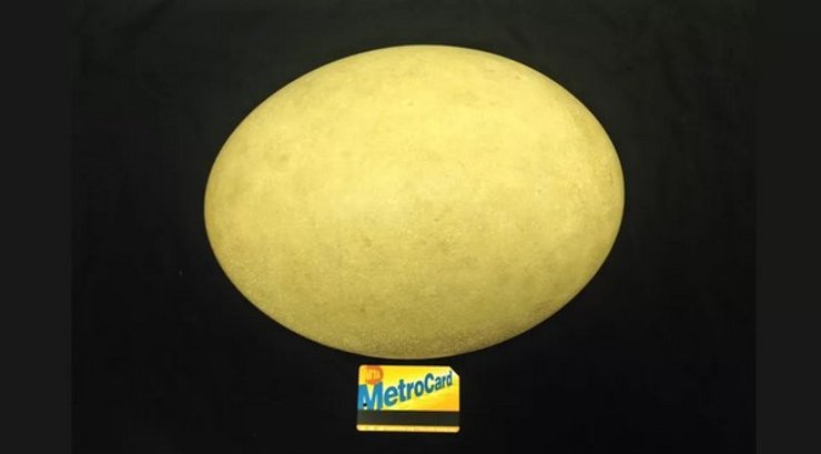 яйце, найбільше яйце