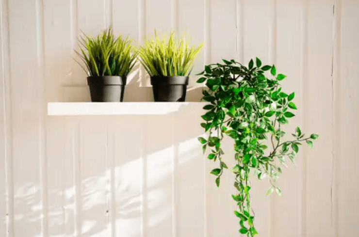 Искусственные растения