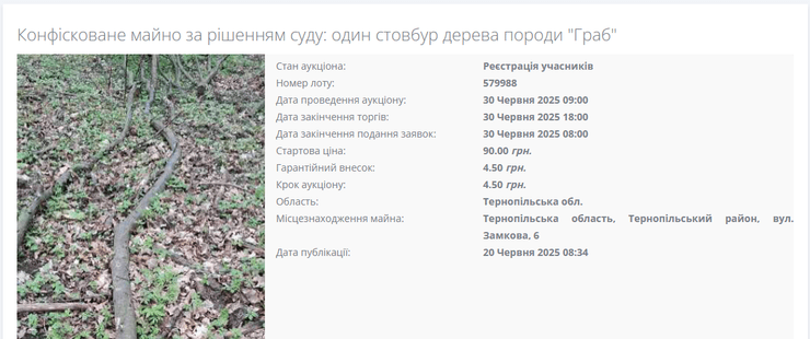 гілка на аукціоні Тернопіль