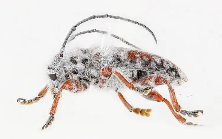 жук, новый вид, Excastra albopilosa