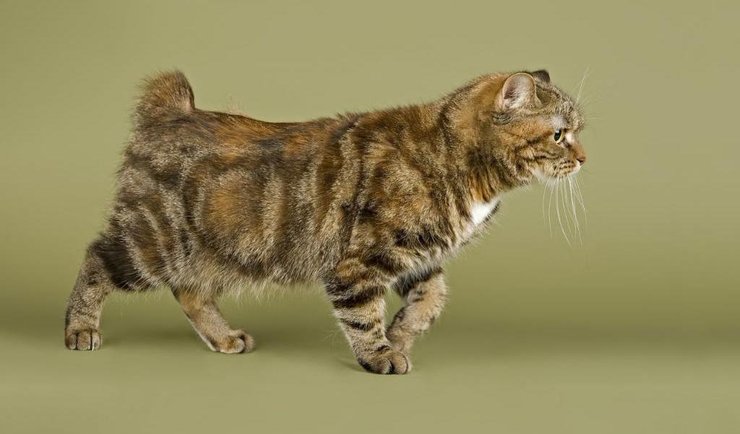 Менская кошка