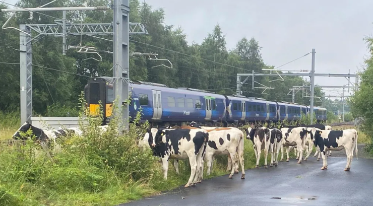 Стадо корів заблокувало рух потягів у Шотландії, залізничне сполучення, курйози в мандрівках, фото, прикол