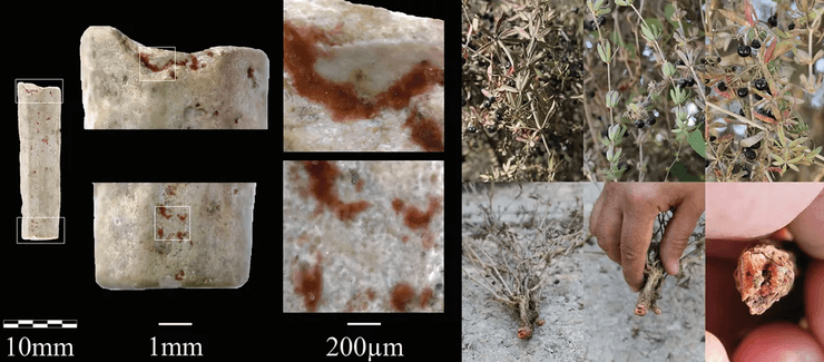 мареновые, цвет, пигмент, красный цвет, бусина, краситель, исследование, наука, общество, культура, растение, оттенок, значение, материал, корни