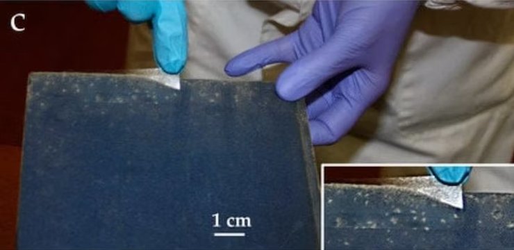 грибок на книге