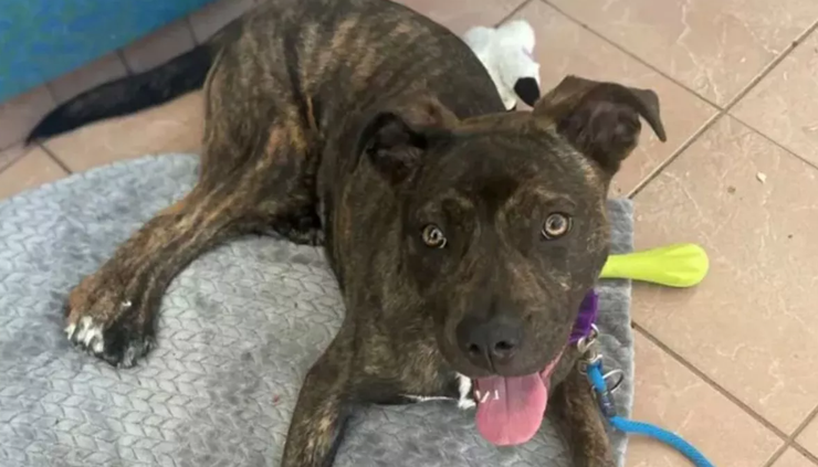 Мутація, вада, розлад, хвороби, собака, пес, цуценя, тварини, США, аномалії, цікаві історії, фото