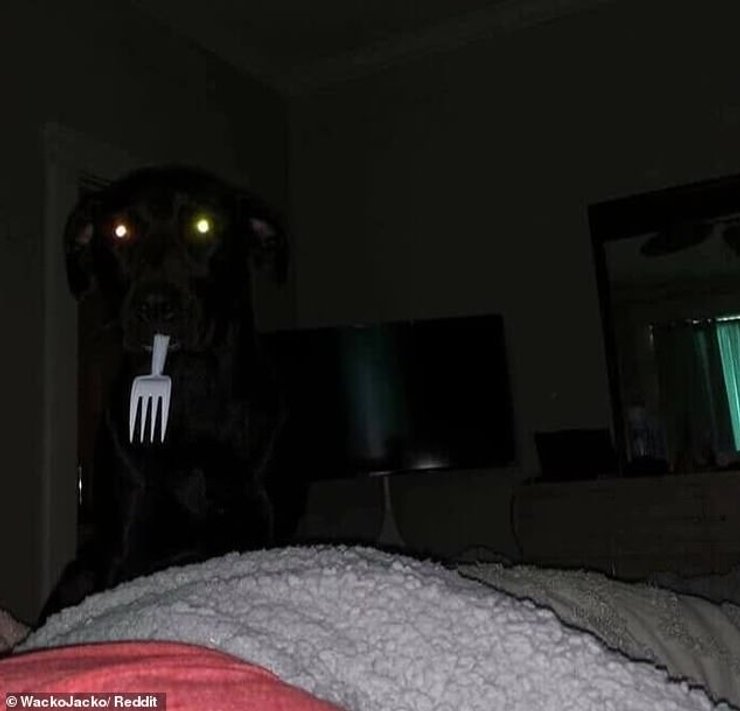 незвичайні тварини, незвичайні тварини фото,