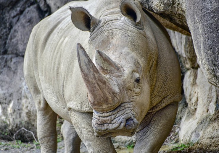 Белый носорог