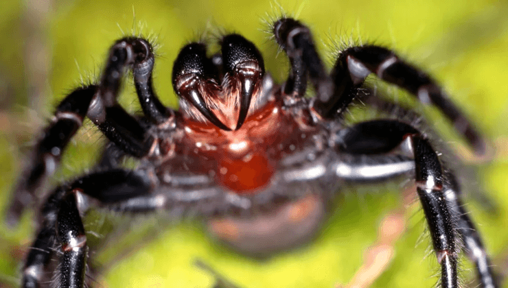 Павук, лапки, отруйний павук, членистоноге, Atrax robustus