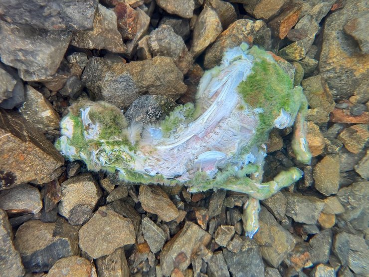 Детеныш овцы, находка подо льдом на озере, интересные новости, курьезные истории, странные случаи из жизни