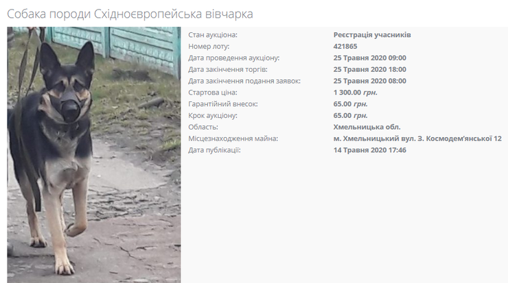 продажа собак, аукцион минюста