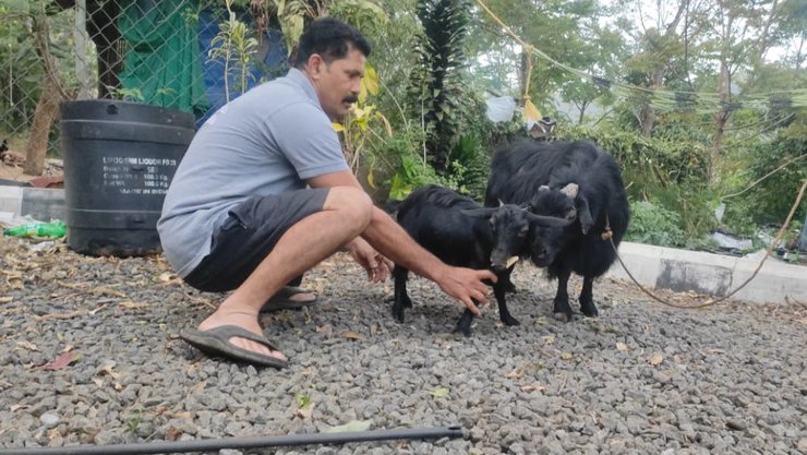 самая короткая коза