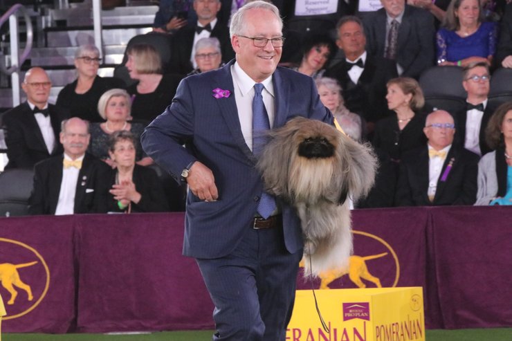 пекинес Васаби, хозяин, Дэвид Фицпатрик