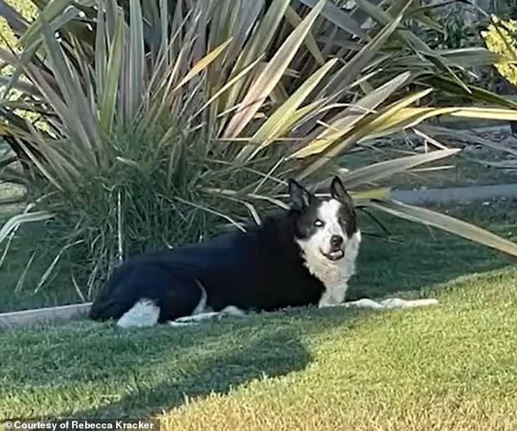 Собака Бордер-Колі