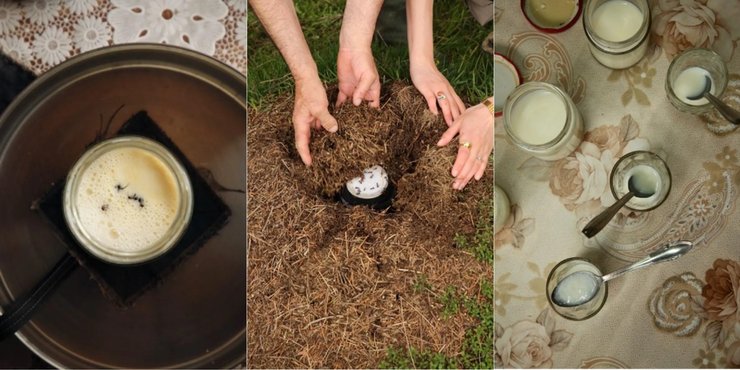 мурахи йогурт