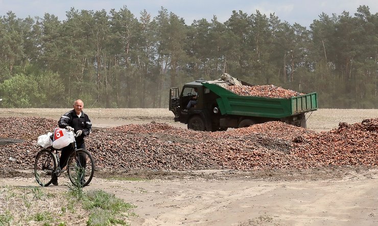 фото, урожай овощей, испорченные овощи, морковь