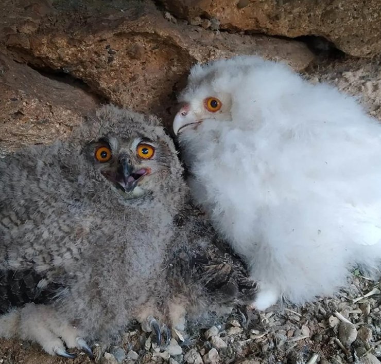 альбінос пугач