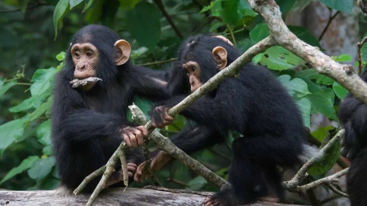 відчуття шимпанзе