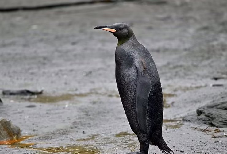 черный пингвин, редкий пингвин, пингвин меланизм