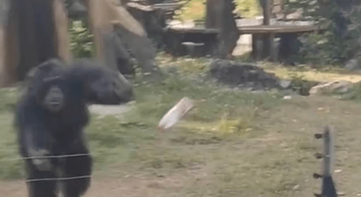 Мавпа кидає пляшку