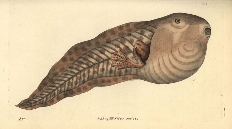 парадоксальная жаба головастик