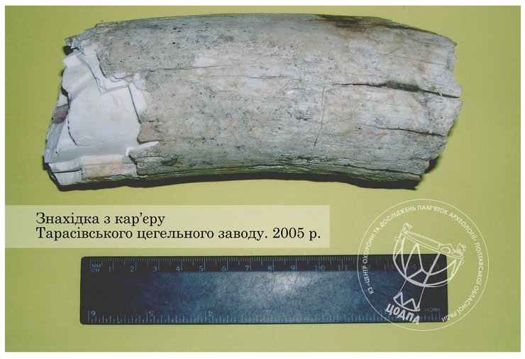 Фрагмент бивня, виявленого на кар'єрі Тарасівського цегельного заводу