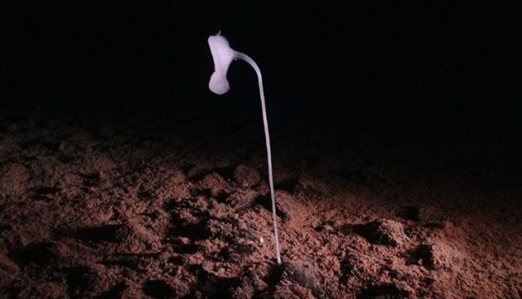 стеклянная губка океан