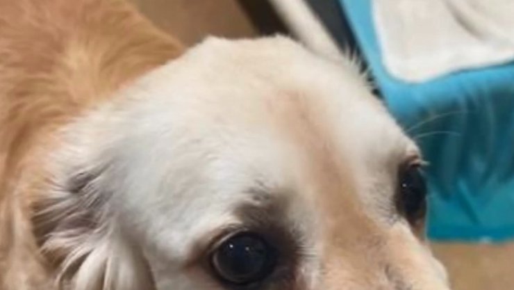 История о собаке, жестокое обращение, ретривер, Флорида