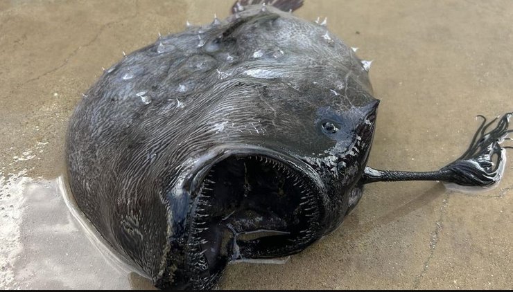 удильщик футбольная рыба