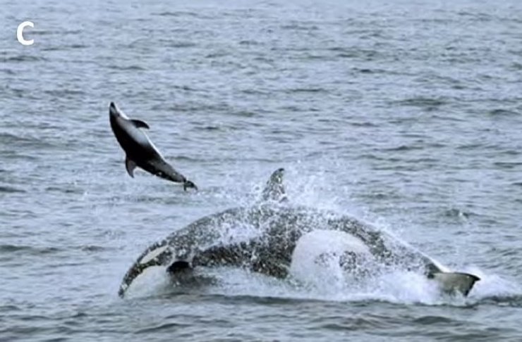 косатка дельфін напад