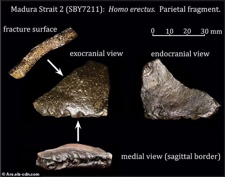 скам'янілості тварин