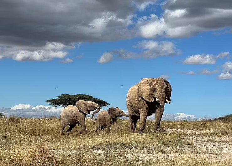 африканський слон