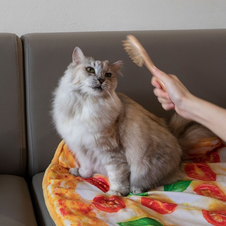 кот, щетка, диван, рука, фото