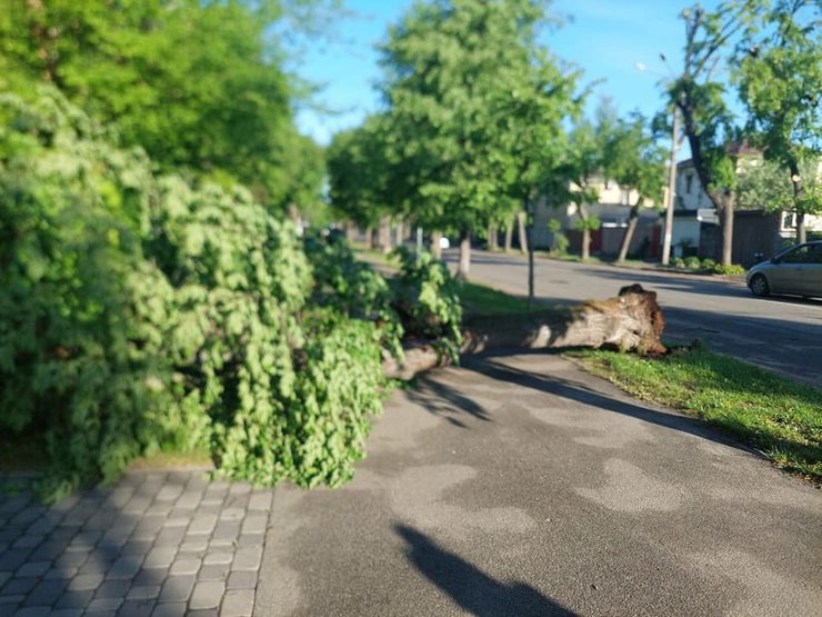 деревья киев, деревья, дерево, липа Петра Могилы, Петр Могила