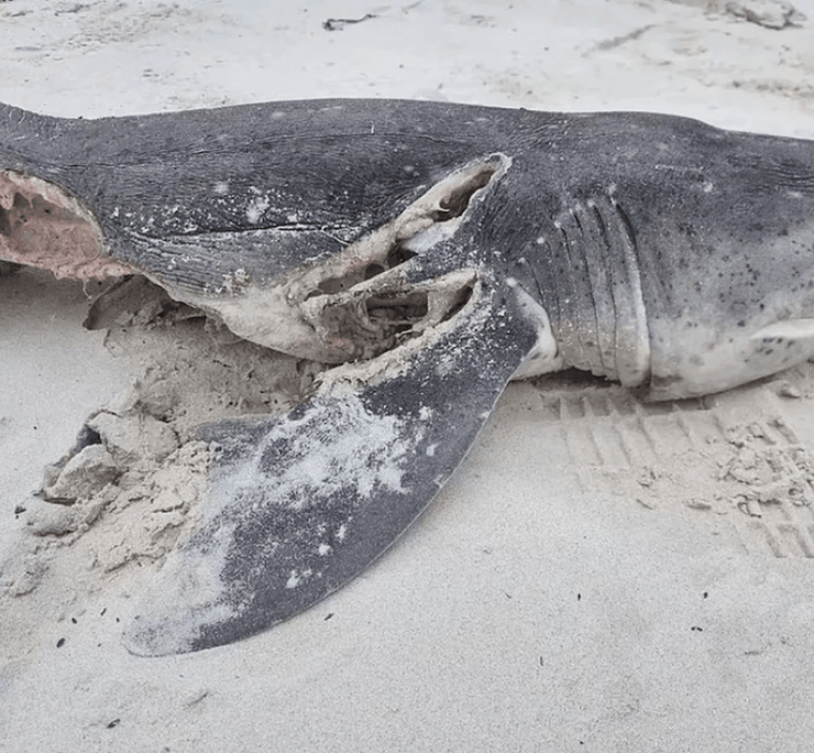 Мертвая акула