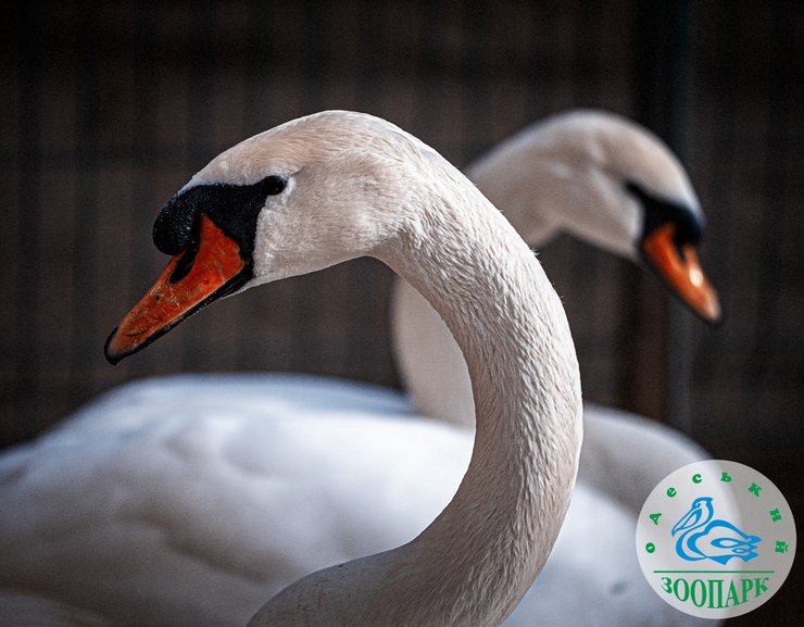 Белые лебеди, фото