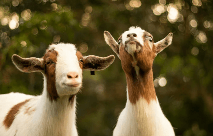 На бразильском острове козы живут уже 200 лет без пресной воды, как им это удается, интересности