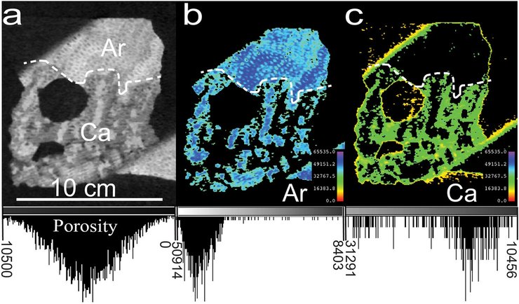 окаменелости древних кораллов