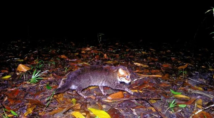 суматранская кошка кошка с плоской головой