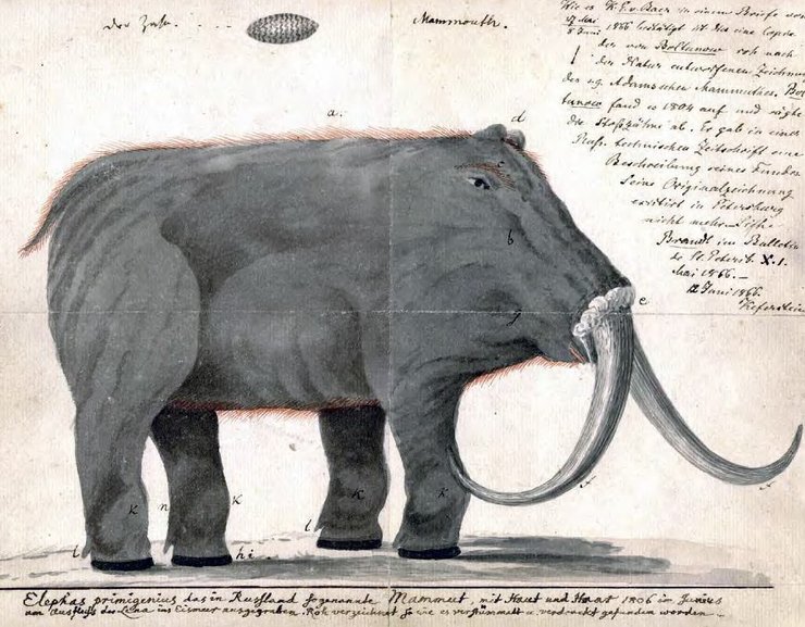 Графічна реконструкція образу шерстистого мамонта на основі так званого "Мамонт Адамса" — скелета, знайденого в 1799-му році в дельті ріки Лени. Малюнок початку 19 століття.